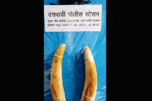 Four held for smuggling ivory in Pune