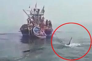 Fishermen rescue 20 foot-long whale shark from net
