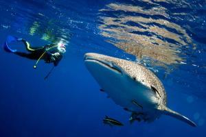 Fishermen rescue 20 foot-long whale shark from net, release it in sea
