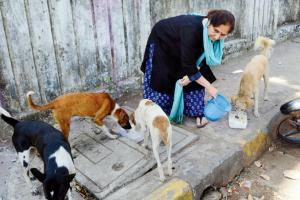 Maneka Gandhi: Harassing animal lovers will invite punitive action