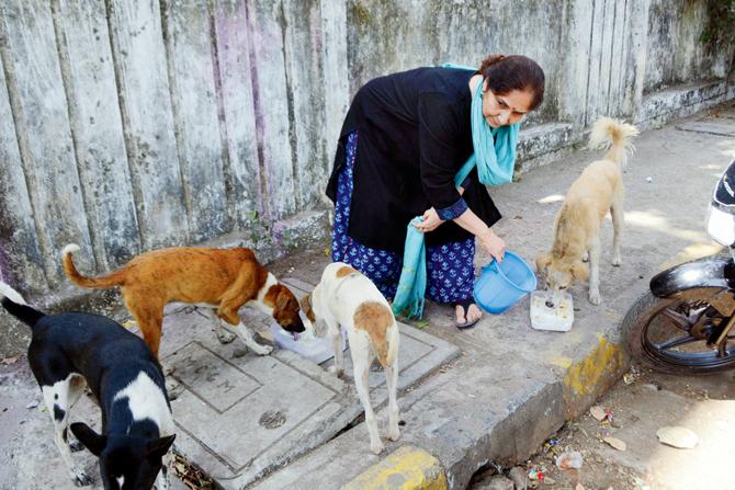 Kathak exponent Dogra feeding stray dogs