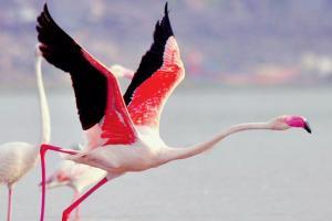 Wading wonderland: A treat for birdwatchers in Navi Mumbai