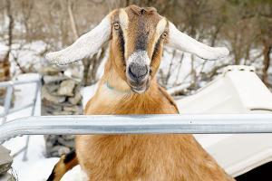 Lincoln, the goat, is United States town's new mayor