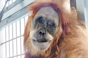 Orangutan shot with 74 airgun pellets in Indonesia on road to recovery