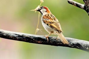 World Sparrow Day: Small green steps