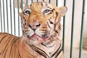 Star tiger at Borivali's SGNP operated for a granuloma tumour on lip