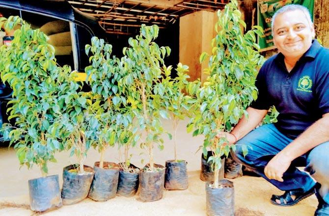 Subhajit Mukherjee distributes saplings of ficus benjamina