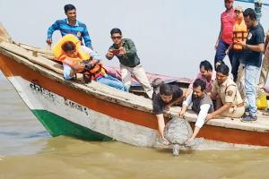 Tara, the turtle, swims free on Women's Day