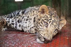 Leopard caught in jaw trap set by poachers rescued in Ahmednagar