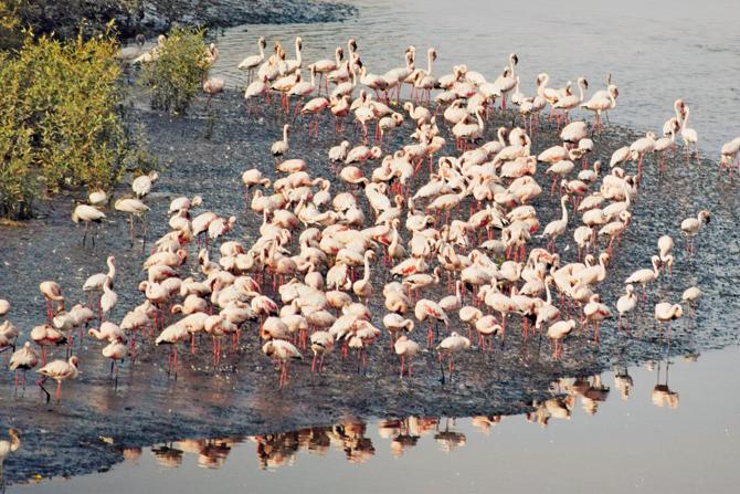 The Thane Creek Flamingo Sanctuary. File Pics