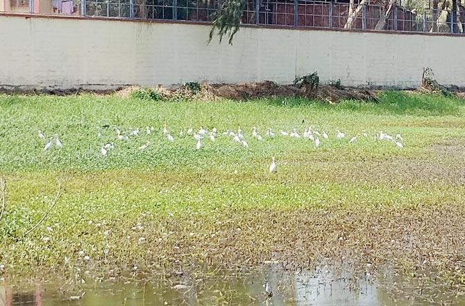 The lake that sees several species of birds, including migratory ones, has been used for dumping waste for years