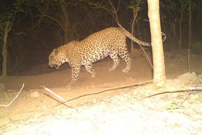 Leopard