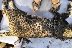 Decomposed body of leopard found at Sanjay Gandhi National Park