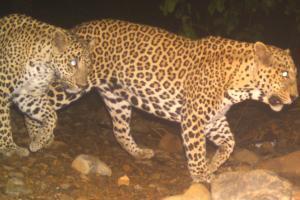 Mumbai: Leopard numbers increase in Sanjay Gandhi National Park