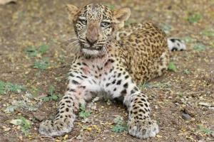 Three-year-old leopard rescued from jaw trap set up by poachers