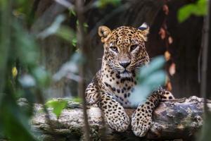 Leopard kills eight year old in Uttar Pradesh