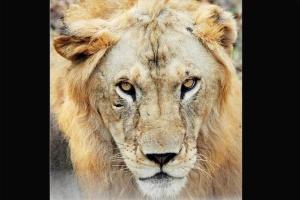 Lion kills owner in Czech Republic