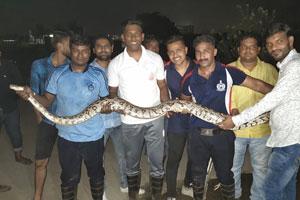 Snake Rescue: 12 foot python rescued in Vasai