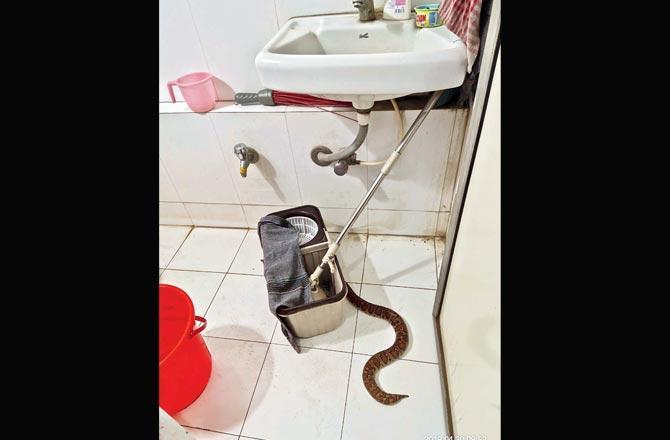 Snake greets bank staffers at office's washroom:
On April 30, 2019, staffers of the Kandivli East branch of Union Bank of India were in for a shock when they spotted a three-feet-long Common Sand Boa snake inside the office washroom. However, the staffers immediately informed NGO SARRP, which sent a team and safely rescued the animal before a man-animal conflict could take place. Post-rescue, the animal was checked for any injuries but it was found to be fit, and hence, was released back into its natural habitat.