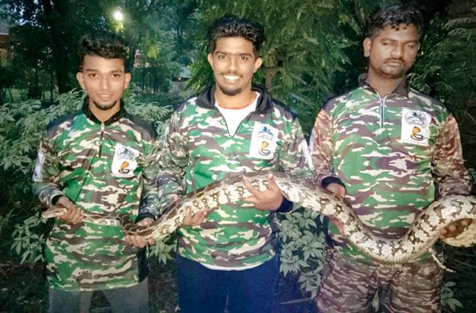 11-foot python appears hours before the half marathon in BKC:
In October 2018, Just a few hours prior to a very popular half-marathon (21 km) race at Bandra Kurla Complex (BKC), an 11-foot python appeared before the race started. The snake was spotted 200m or less from the start line of the long distance running event, which saw nearly 17,000 runners in three different distance categories. The snake was caught by a snake catcher and the 13-kilo Indian rock python was released in the jungle in Thane.