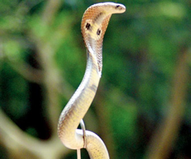 Five-feet cobra makes a rare appearance at Governor's residence, Raj Bhavan:
The governor of Mumbai and officials at the Governors residence were in for a shock when a five-feet cobra was caught at the Governor's residence, Raj Bhavan, by snake catcher Shailesh Bendre. The five-feet cobra was later released at Sanjay Gandhi National Park.