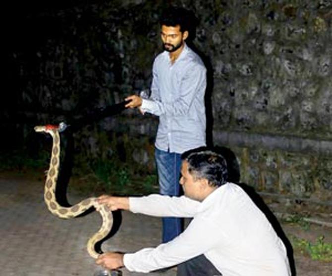 Three poisonous snakes rescued in one night from BMC colony in Mulund:
On December 14, 2017, Residents of a BMC staff quarters were in for a shock, when they learnt that not one, but three venomous Russell's Viper snakes had been slithering in their locality. People in the area were first alerted after a resident, Pratap Walmiki, 43, spotted Russel's Viper outside his window. Post which two more reptiles were rescued from the locality, one at the water pump and the other at outside the house of a resident. The snake catcher rescued three snakes, one of which was 54 inches long while the other around 35 inches long.
In pic: The snakes that were rescued from the area.