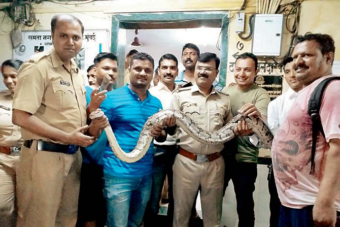 9-foot-long python makes Garba party hot and happening:
On September 25, 2017, a nine-foot-long rock python that had been giving residents of Kandivli's Damu Nagar a hard time for the past two months was finally caught. Around 10.30 pm, when residents were enjoying garba in the locality, one of them spotted the snake near the boundary wall of the area. They immediately called the snake catcher who after struggling to catch the snake full of slippery mud, managed to trap it and rescue the reptile. The Indian rock python was later released it in the Mandali Forest in Vasai.
In pic: Residents and cops with the rescued python.