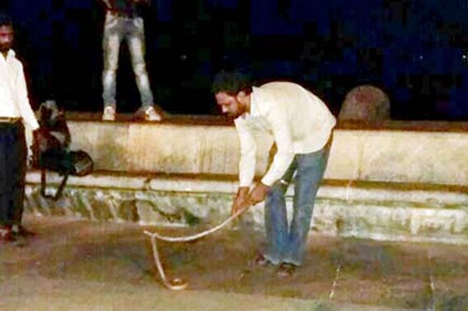 Snake visits Marine Drive promenade, locals try to capture moment:
On February 22, 2017, visitors at Marine Drive promenade had an exciting visitor in the wee hours as a two-feet snake slithered on to the scene. Even as many couldn't believe that the snake had crawled in from the seashore, others whipped out their phones to capture the absurdity before them. Several people huddled near the snake and one of them was trying to grab a snake and direct it towards the tetrapods instead of crawling towards the road with the help of a tree branch. The snake resisted, but after around 20 minutes, the man finally succeeded.