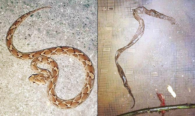 Driver has lucky escape from venomous snake in dashboard:
On October 22, 2016, a tempo driver nearly had a narrow escape from a poisonous snake, when he spotted Echis also commonly known as a Saw Scaled Viper, in the dashboard of his tempo. The snake has taken refuge in the dashboard of the tempo for the few days. Rizwan Ansari, a resident of Bhiwandi, who drives a tempo, heard an unusual noise from the dashboard while clearing the Mulund Check Naka. When he checked the dashboard, he saw a snake and immediately fled from the spot. Later, through the help of an NGO, he got the snake rescued from the dashboard. Interestingly, the snake had shed its skin in the vehicle.
