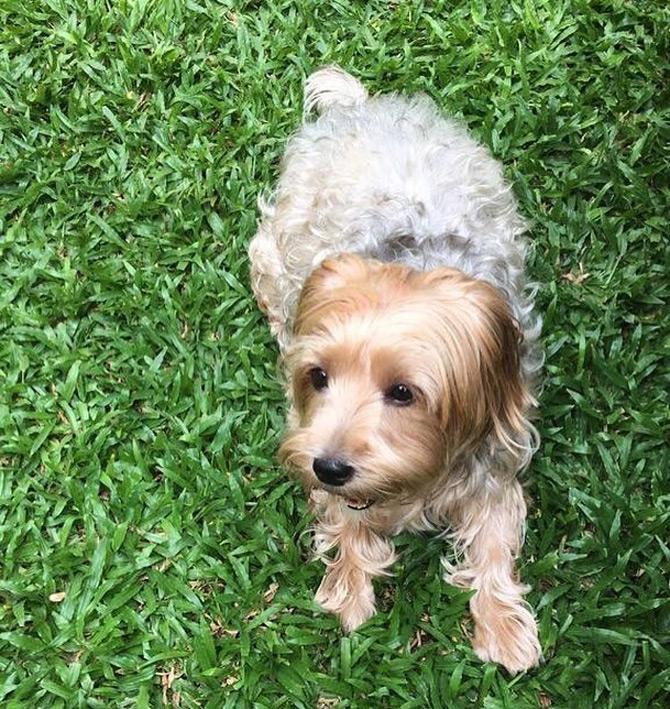 In an Insta post, Ananya revealed that after seeing a lost Yorkshire Terrier she always felt the need to have one herself and shower the pet with her love. So, how did she get Skai? Well, Ananya reveals that her doorbell rang one evening at her home in London and her friend surprised her with two cute Yorkshire Terrier Puppies