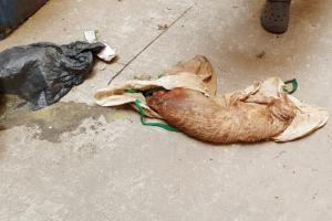 Cat, dog found dead in 3BHK Virar flat with 35 pets
