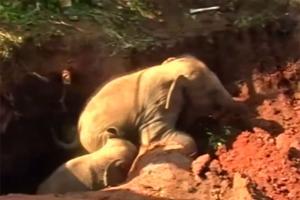 Watch: Two baby elephants rescued from a pit, Twitter all praises