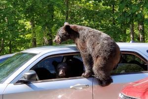 Family of bears takes over man's car and the pictures are aww-dorable