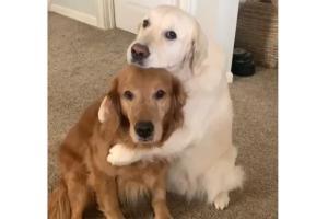 Watch Video: Dog eats brothers food, apologises for it with warm hug