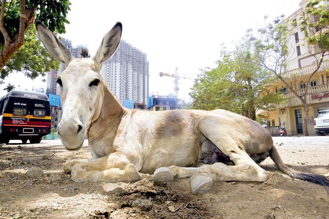 Donkey settlements can be found in Thane, Bhiwandi and Vasai. Rearing the animal has traditionally been a business in the Waradi community. Pic/Sameer Markande