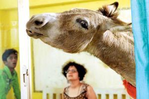 The donkey people