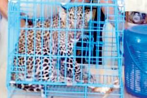 Pune: Loud purring alerts cops to leopard cubs being smuggled