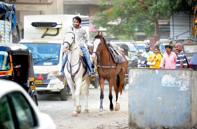 Horses used in Panipat on their way from Chitrakoot Ground to Goregaon