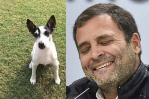 Rahul Gandhi takes dog 'Pidi' on drive, Twitterati showers love