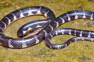 Maharashtra scientist discovers Mizo rain snake