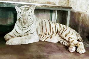Activists seek closure of SGNP's taxidermy centre in Borivli