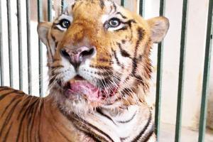 Mumbai: SGNP's star attraction tiger Yash diagnosed with cancer