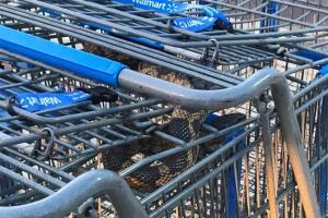 Rat snake pops out of shopping cart; supermarket employee gets shocked