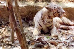 Mumbai: SGNP's white tiger Bajirao dies of age-related complications