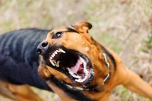 Minor mauled to death by stray dogs, authorities pressed into action 
