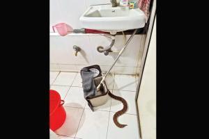 Three-foot-long snake mysteriously appears in bank toilet, rescued