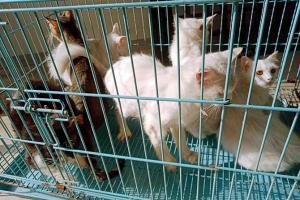 42 cats, dogs rescued from 'unhygienic' Virar flat
