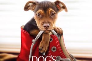A Dog's Way Home Movie Review - Child-friendly entertainer