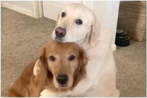 Dog apologises in cutest way to his brother after stealing his food