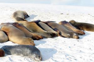 A birder's guide to the Galapagos